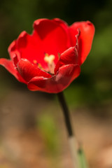 Obraz premium Red tulip close up