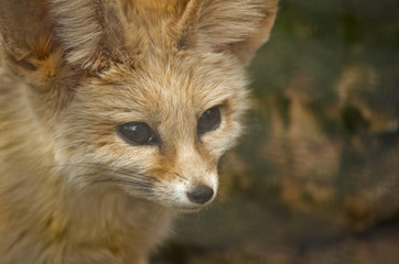 fennec fox