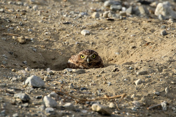 Burrowing owl bird of prey