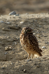 Bird burrowing owl at twilght