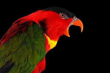 Close-up Funny portrait of Yellow-bibbed Lory, lorius chlorocercus, isolated on black Background. red parrot