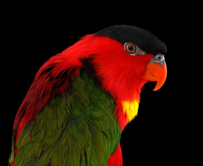 Close-up Funny portrait of Yellow-bibbed Lory, lorius chlorocercus, isolated on black Background. red parrot