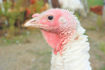 white turkey outside side view portrait