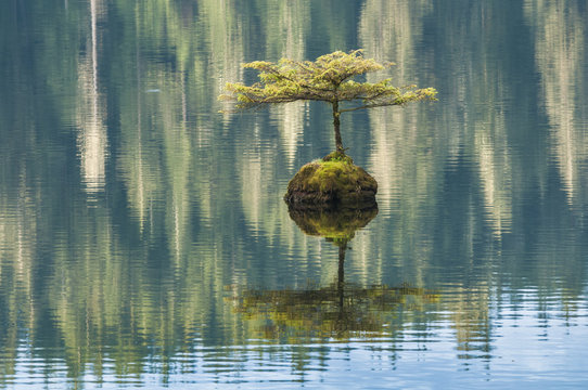 Bonsai evergreen, Fairy Lake, Vancouver Island, British Columbia, Canada