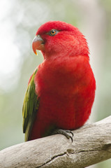 red lory