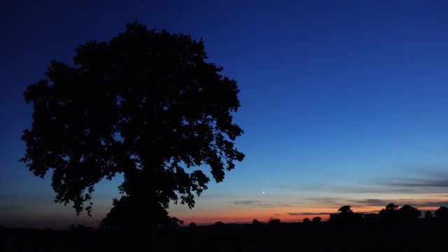 ambient twilight landscape horizon with silhouette of Oak Trees: Midlands, England: October 2016