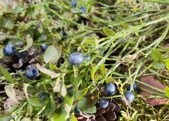 Ripe blueberries on the Bush in the sun