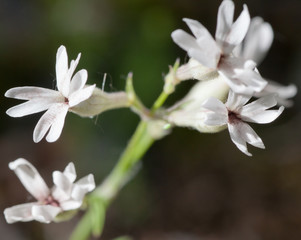 Macrophotographie d'une fleur sauvage: Compagnon blanc (Silene latifolia)