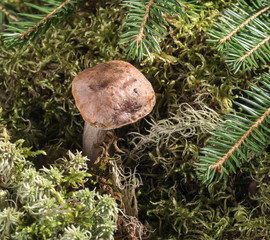 Growing surrounded by fir branches mushroom