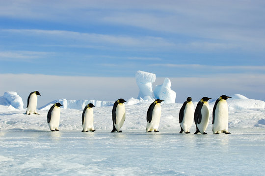 Adult emperor penguins (Aptenodytes forsteri) returning to their nesting colony from a foraging trip at sea, Snow Hill Island, Weddell Sea, Antarctica