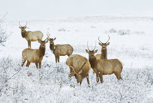Elk (Cervus elaphus) Juvenile Males. Nearly the end of March all of these males will soon loose their antlers. One is wearing a tracking collar which allows biologists to follow the pattern of its travels throughtout the park. Waterton Lake National Park, southwest Alberta, Canada.