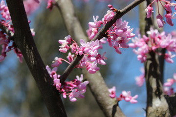 Pink Blossoms