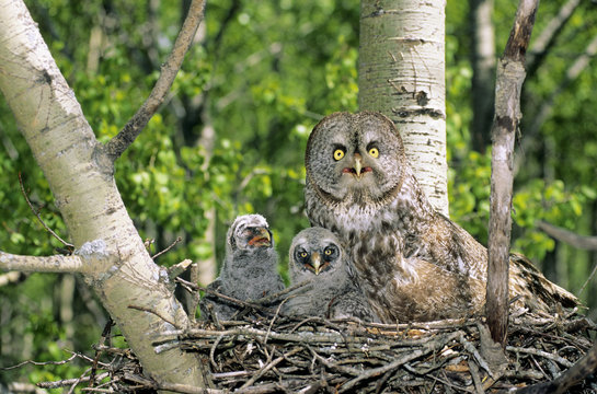 Adult female great gray owl (Strix nebulosa) and two chicks nesting in an abandonned hawk nest, northern Alberta, Canada.