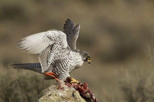 Gyrfalcon, Falco rusticolus, eating prey (Mallard), Kamloops, BC, Canada,