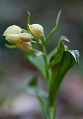 Macrophotographie d'une fleur sauvage: Cephalanthere de Damas (Cephalanthera damasonium)