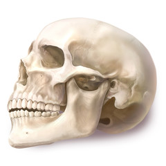 Skull Anatomy