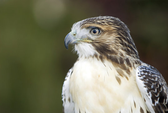 Red Tailed Hawk (Buteo jamaicensis), near Kamloops, British Columbia, Canada.