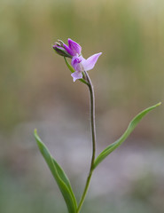 Macrophotographie d'une fleur sauvage: Cephalanthere rouge (Cephalanthera rubra)