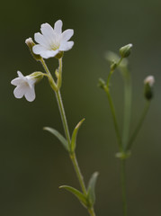 Macrophotographie d'une fleur sauvage: Ceraiste lineaire (Cerastium lineare)