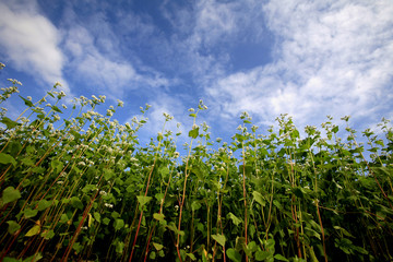가을의 전령 메밀꽃