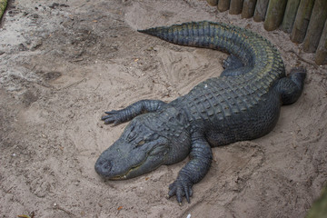 Alligator