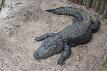 Alligator