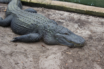 Alligator