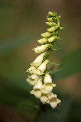 Macrophotographie d'une fleur sauvage: Digitale jaune (Digitalis lutea)