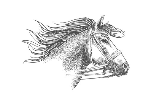 Sketch of horse head in a bridle