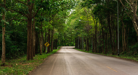 Fototapeta premium Countryside road with trees
