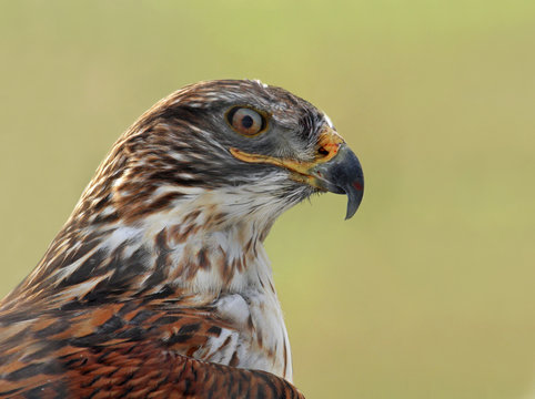 Ferruginous Hawk, Buteo regalis, perched on a fence post at Grasslands National Park, Saskatchewan, Canada