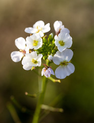 Macrophotographie d'une fleur sauvage: Diplotaxis fausse roquette (Diplotaxis erucoides)