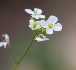 Macrophotographie d'une fleur sauvage: Diplotaxis fausse roquette (Diplotaxis erucoides)