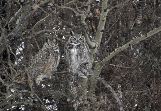 A pair of Great Horned Owls, Bubo virginianus, perched in an aspen grove , at Clavet, Saskatchewan, Canada 