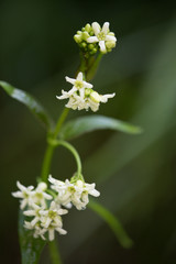 Macrophotographie d'une fleur sauvage: Dompte-venin (Vincetoxicum)