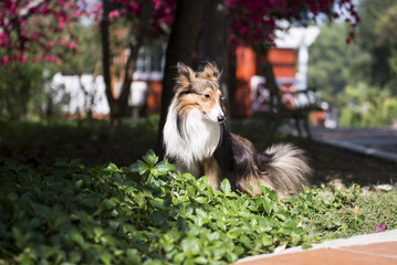 The dog on the grass