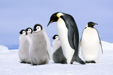 Emperor penguin adults and chicks, Snow Hill Island, Antarctica