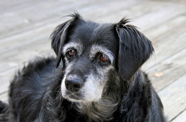Old Mixed Breed Dog