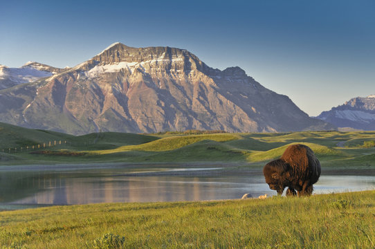 Plains Bison, (Bison bison bison), Waterton Lakes National Park, Alberta, Canada