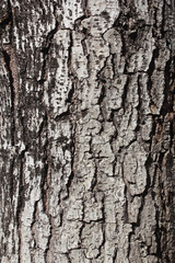 Tree bark texture. Nature wood background