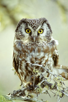 Adult boreal owl (Aegolius funereus) near its nest cavity, northern Manitoba, Canada.