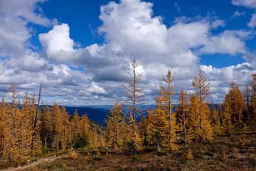 Yellow trees under blue sky with clouds.  Frosty Mountain. Manning Provincial Park. Hope. British Columbia. Canada. 
