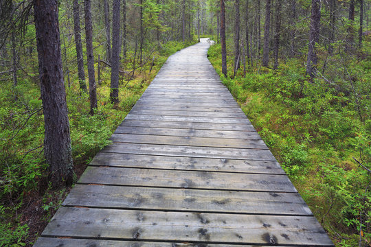 Boardwalk on the Spruce Bog Trail, Algonquin Provincial Park, Ontario, Canada