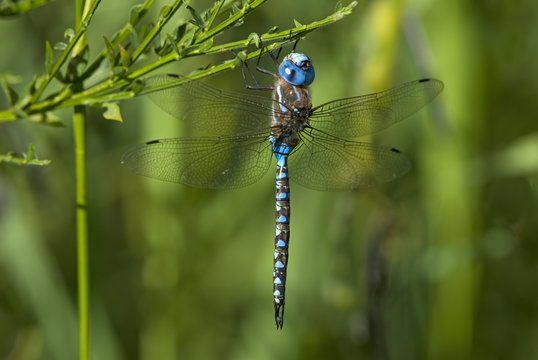 Blue-eyed Darner male, British Columbia, Canada.