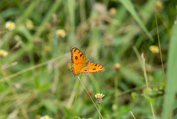 butterfly and small flower.