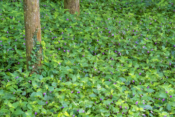 ハガクレツリフネ