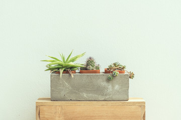 Cactus plants in cement pot on vintage background.