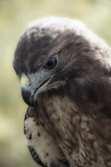 Hawk1