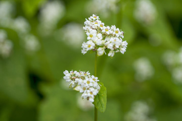 そばの花公園　ソバの花