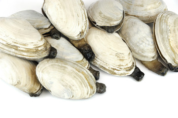 geoduck clam isolated on white background